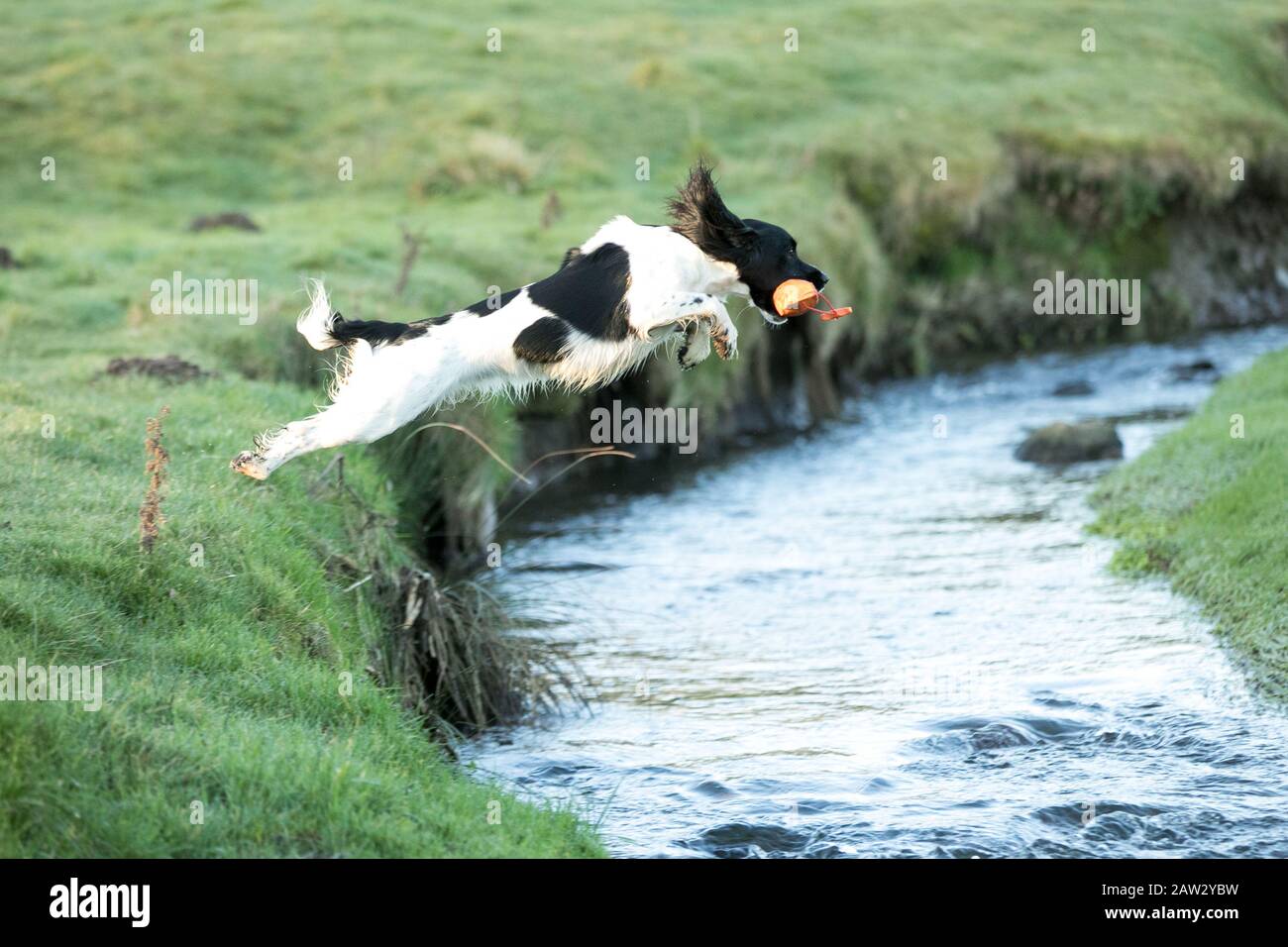 dog jumping over a river Stock Photo Alamy