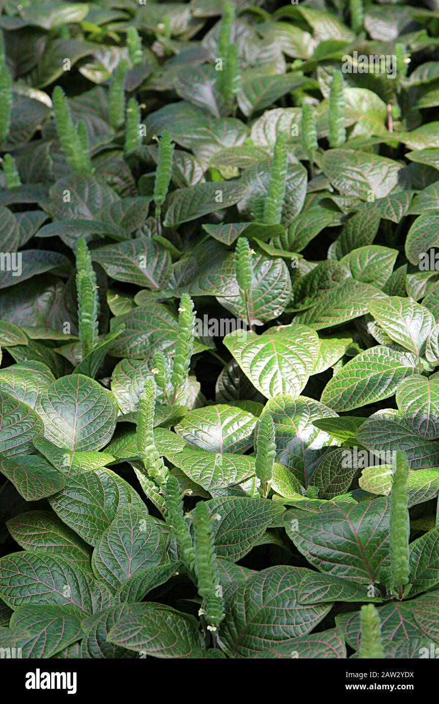 Flowering Nerve Plant groundcover in a garden Stock Photo Alamy