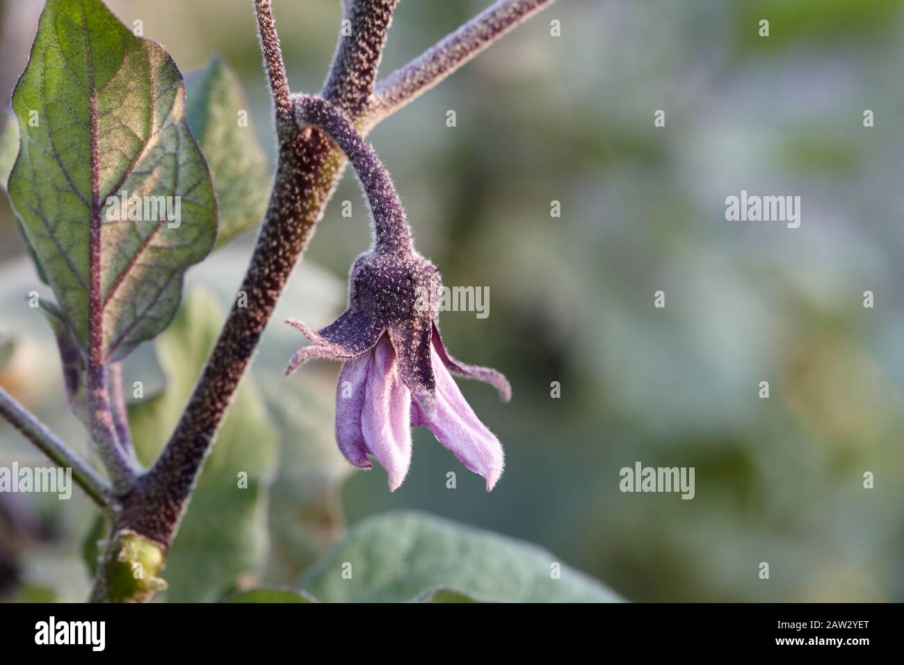 Eggplant blossom, close up view Stock Photo Alamy