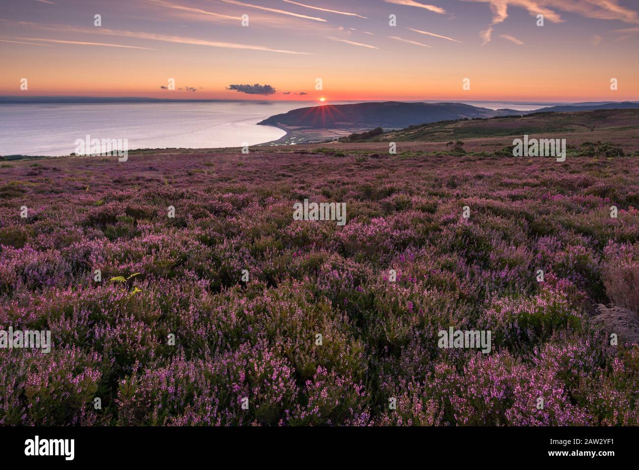 Heather on Porlock Common in the Exmoor National Park with the Bristol Channel beyond. Somerset, England. Stock Photo