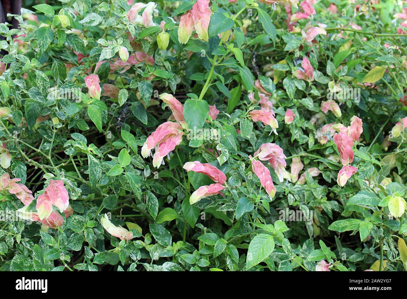 Flowering Variegated Shrimp Plants with salmon colored bracts in a garden Stock Photo