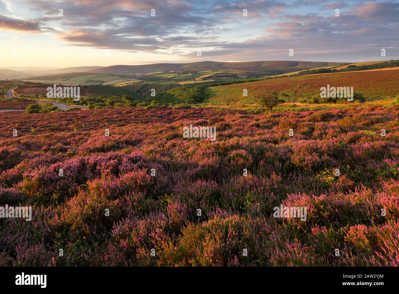 Heather on Porlock Common in the Exmoor National Park with Dunkery beacon beyond. Somerset, England. Stock Photo