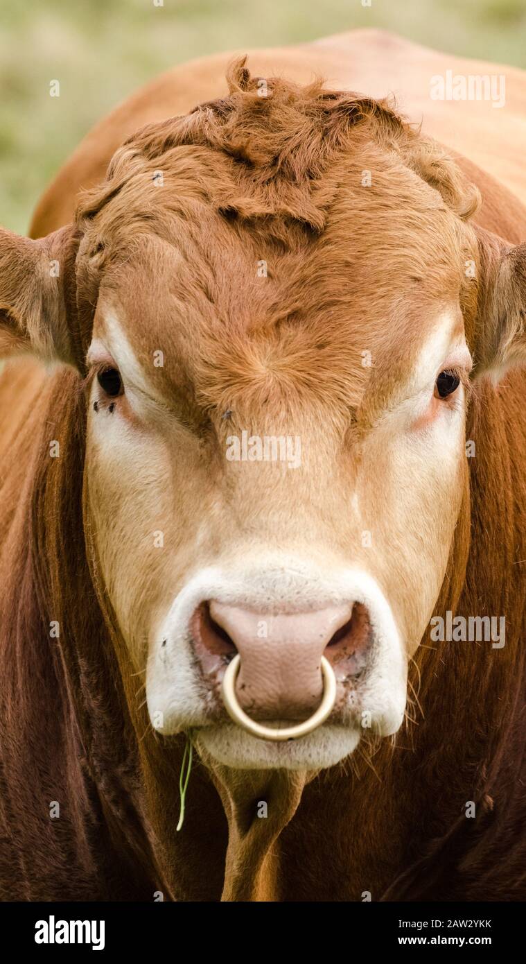 Bull with golden nose ring, domestic cattle livestock, bos taurus, on a