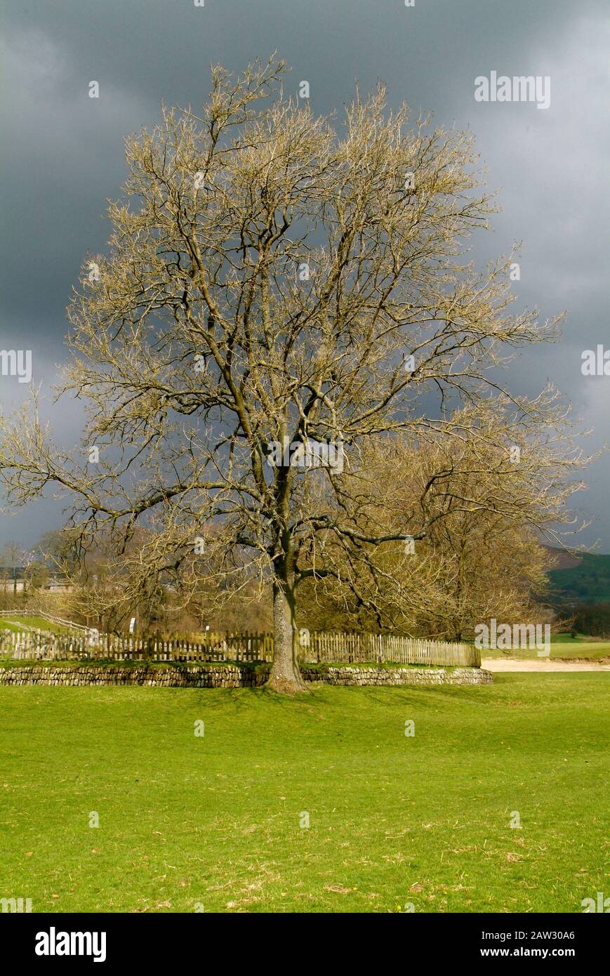 Mature tree within the English countryside in the United Kingdom Stock Photo