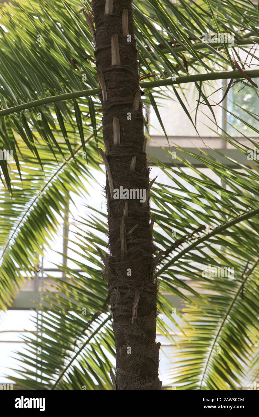A Silver Thatch Palm tree with a focus on the trunk growing in a conservatory Stock Photo