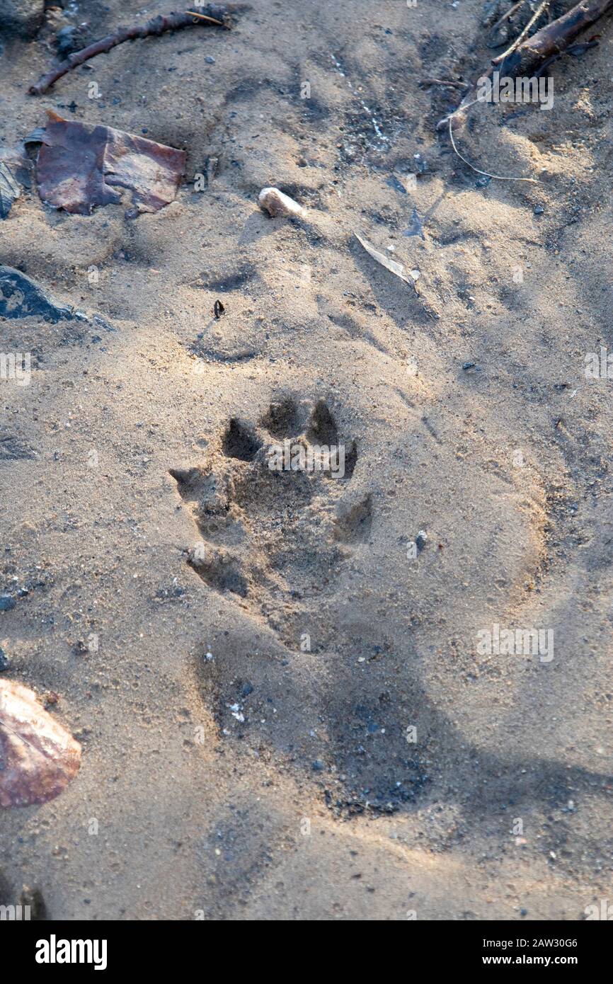 Otter tracks
