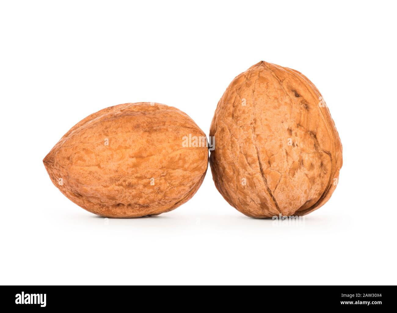 Two walnuts on a white background Stock Photo