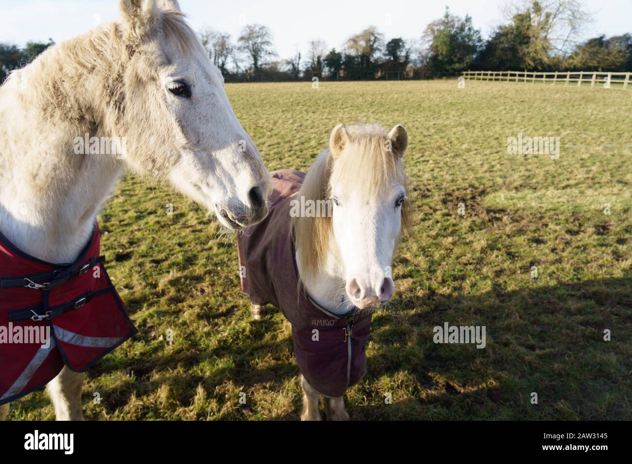 A pair of white horses wearing winter blankets standing at the edge of a farm field, Staveley, North Yorkshire, England, UK. Stock Photo