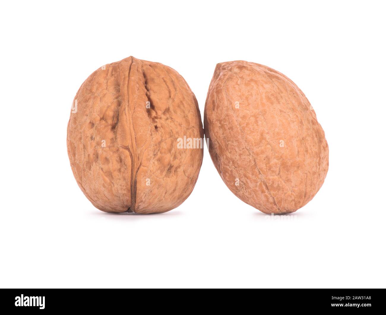 Two walnuts on a white background Stock Photo