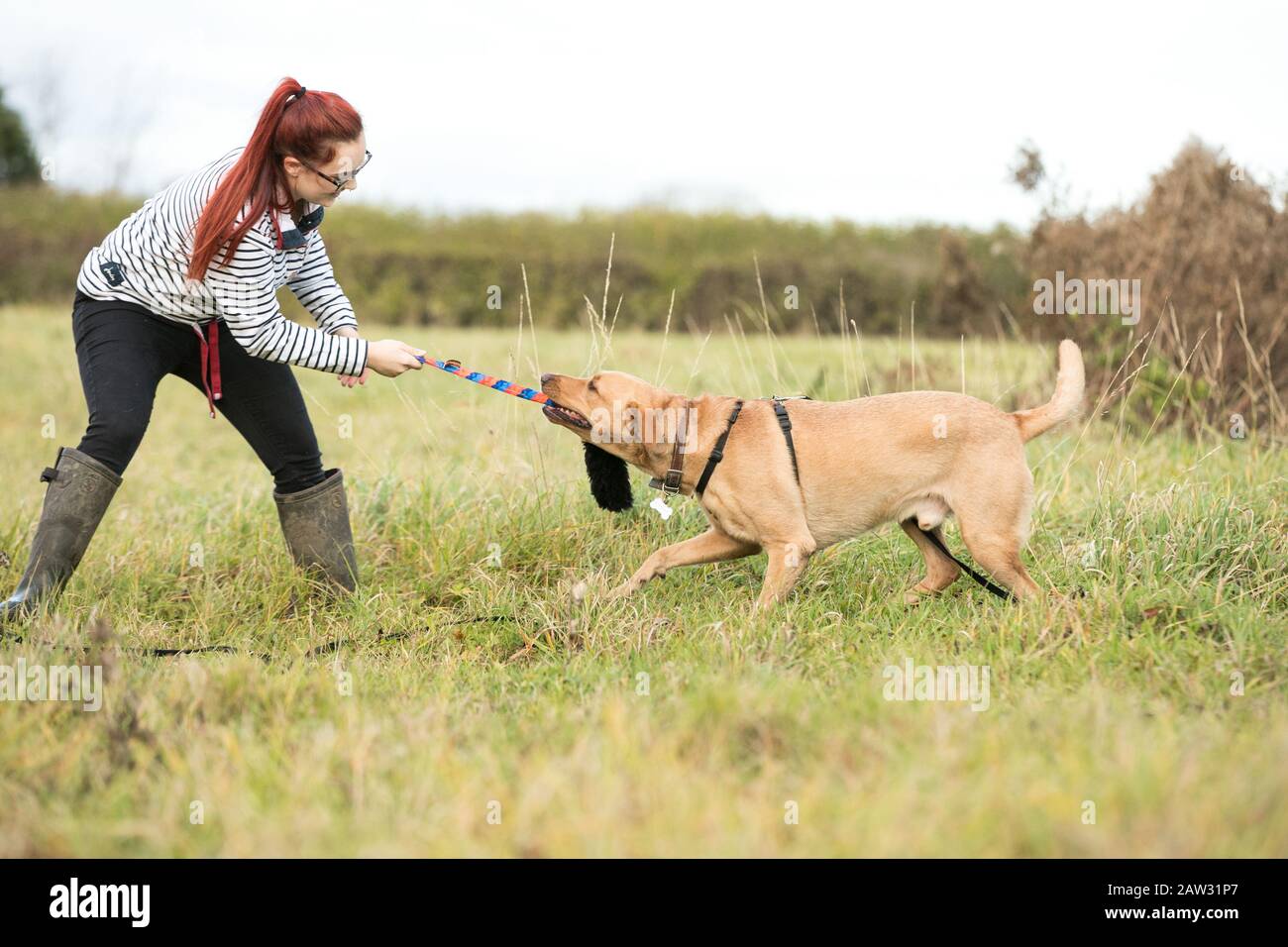Woman playing tug of war with dog Stock Photo