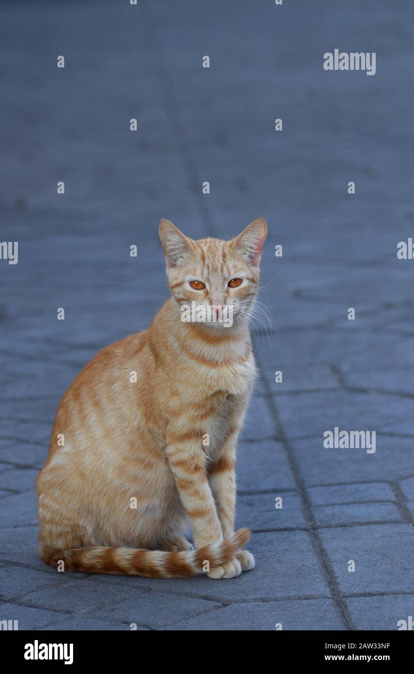 A ginger tabby cat with striking orange eyes sitting in the street Stock Photo