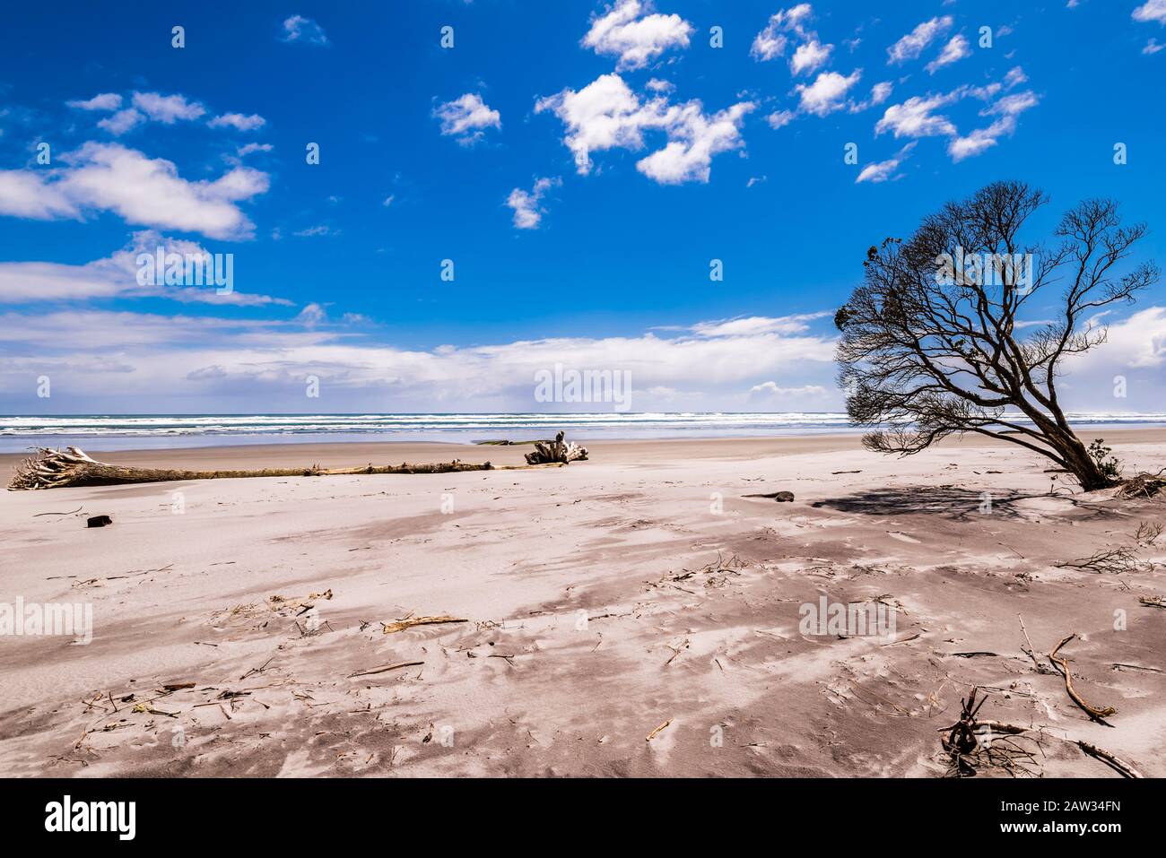 Trees at Carters Beach, Westport, West Coast, New Zealand Stock Photo
