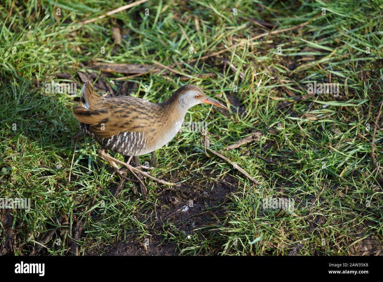 During the winter, a shy chestnut-brown and black Water Rail walks through marshy grass, Staveley Nature, Reserve, Knaresborough, North Yorkshire, UK. Stock Photo
