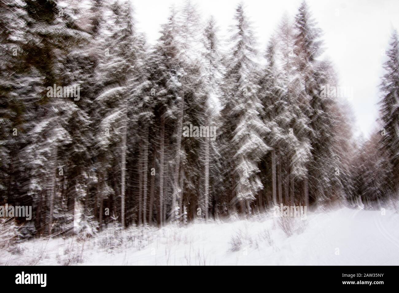 Fine art magic forest hi-res stock photography and images - Alamy