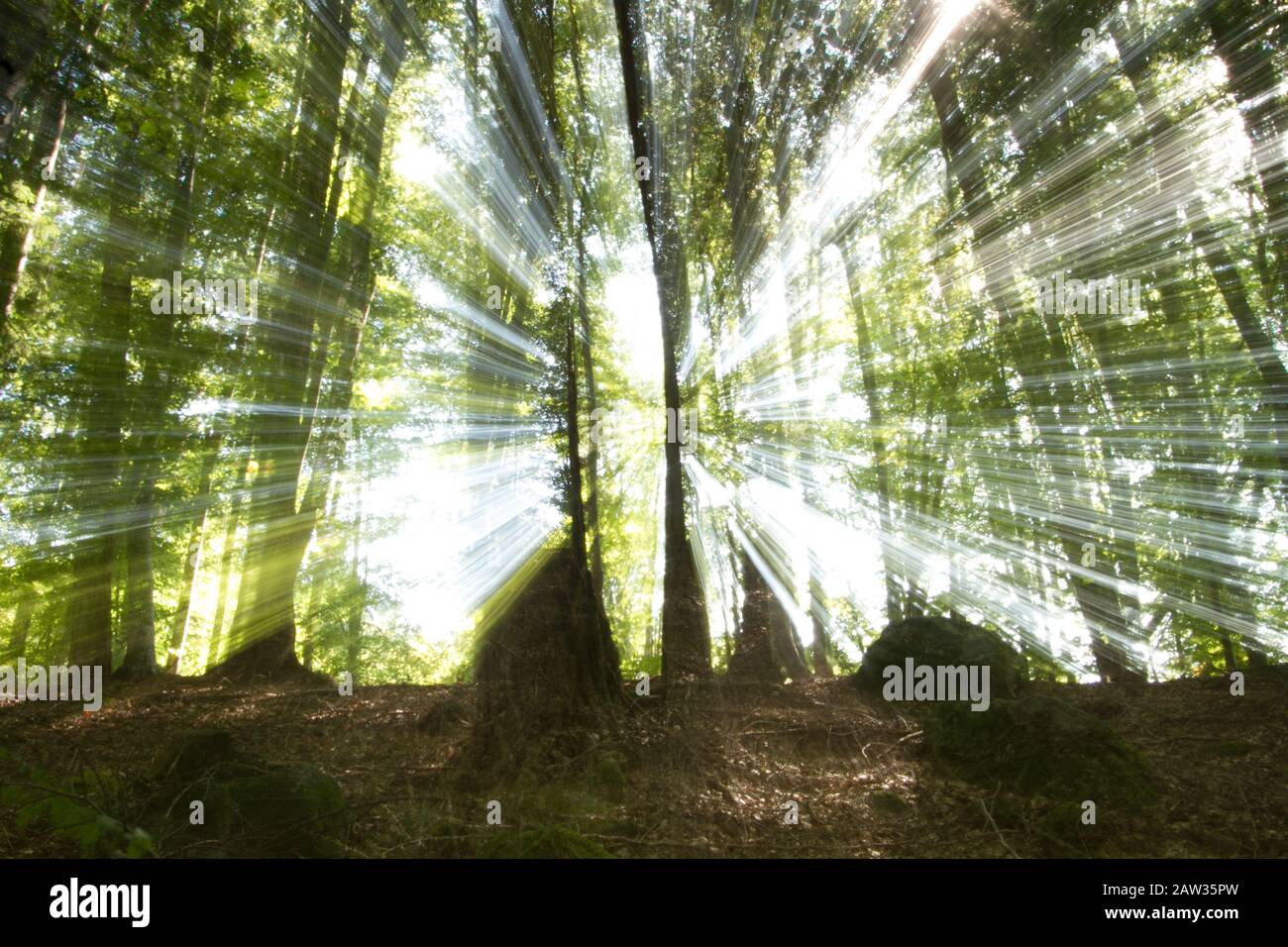 Dinamic forest hi-res stock photography and images - Alamy