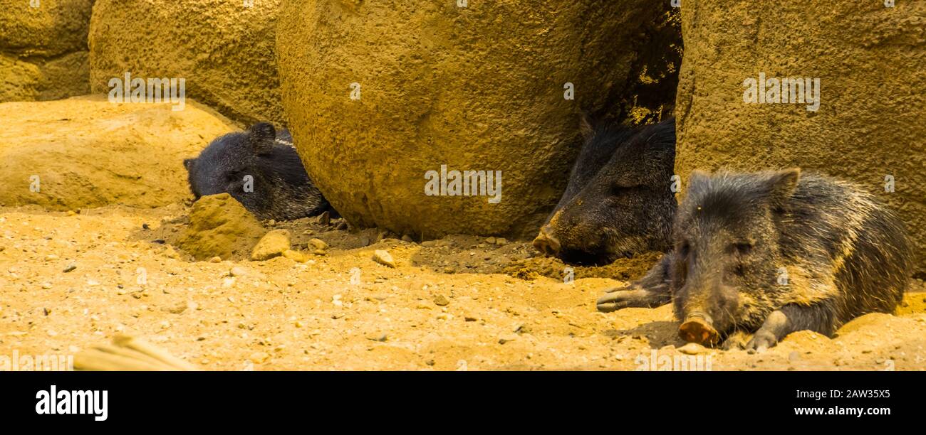 group of collared peccaries resting together, Tropical animal specie from America Stock Photo