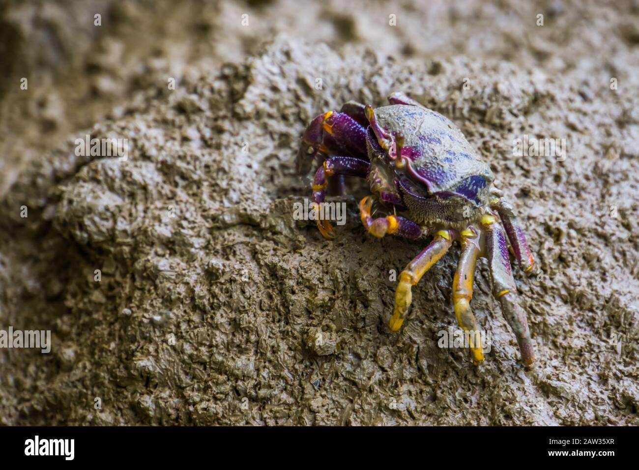 closeup of a female fiddler crab eating sand, tropical crustacean specie  Stock Photo - Alamy