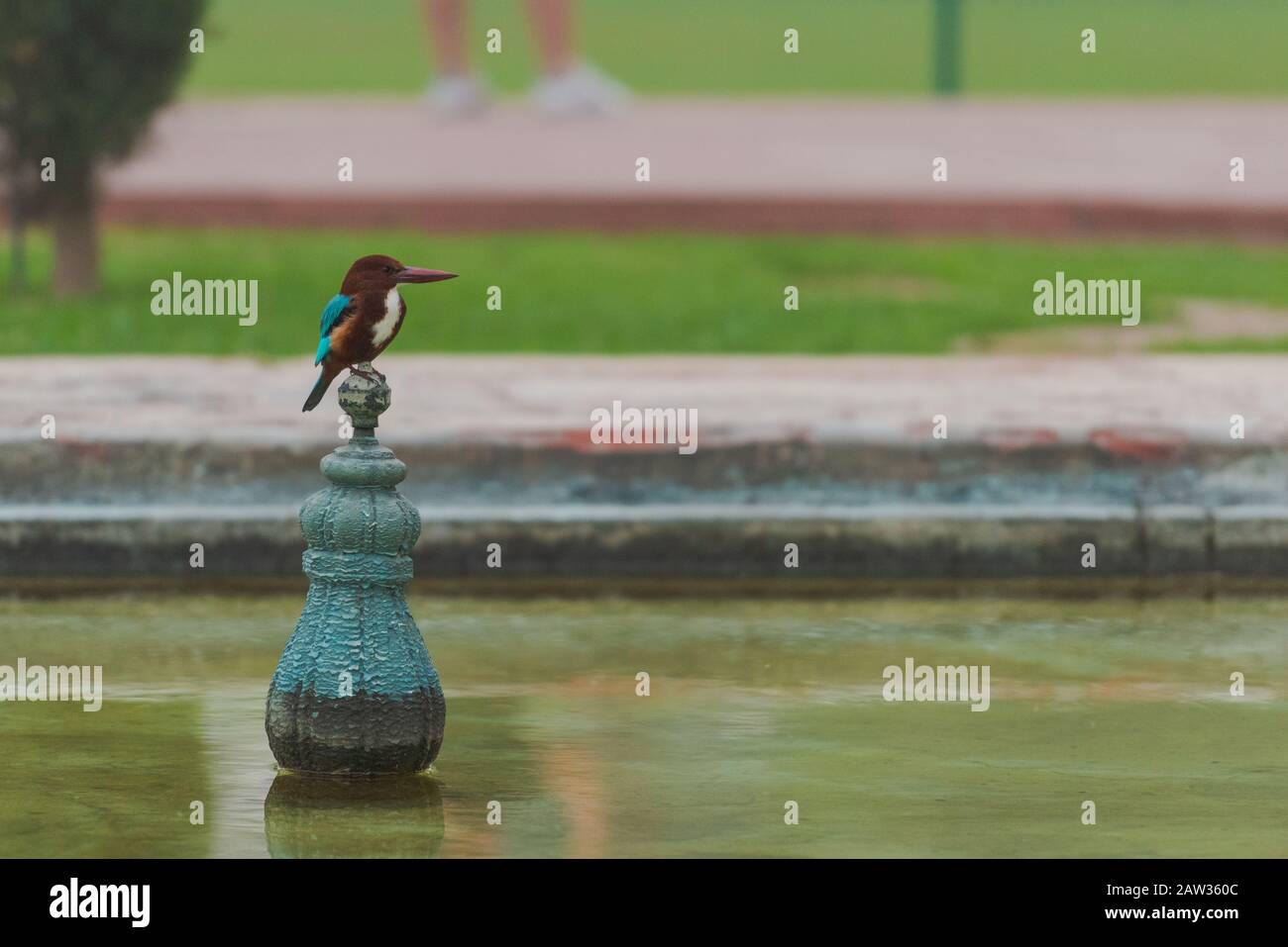 Asian kingfisher sitting on pole in a well inside the grounds of the Taj Mahal in Agra, India Stock Photo