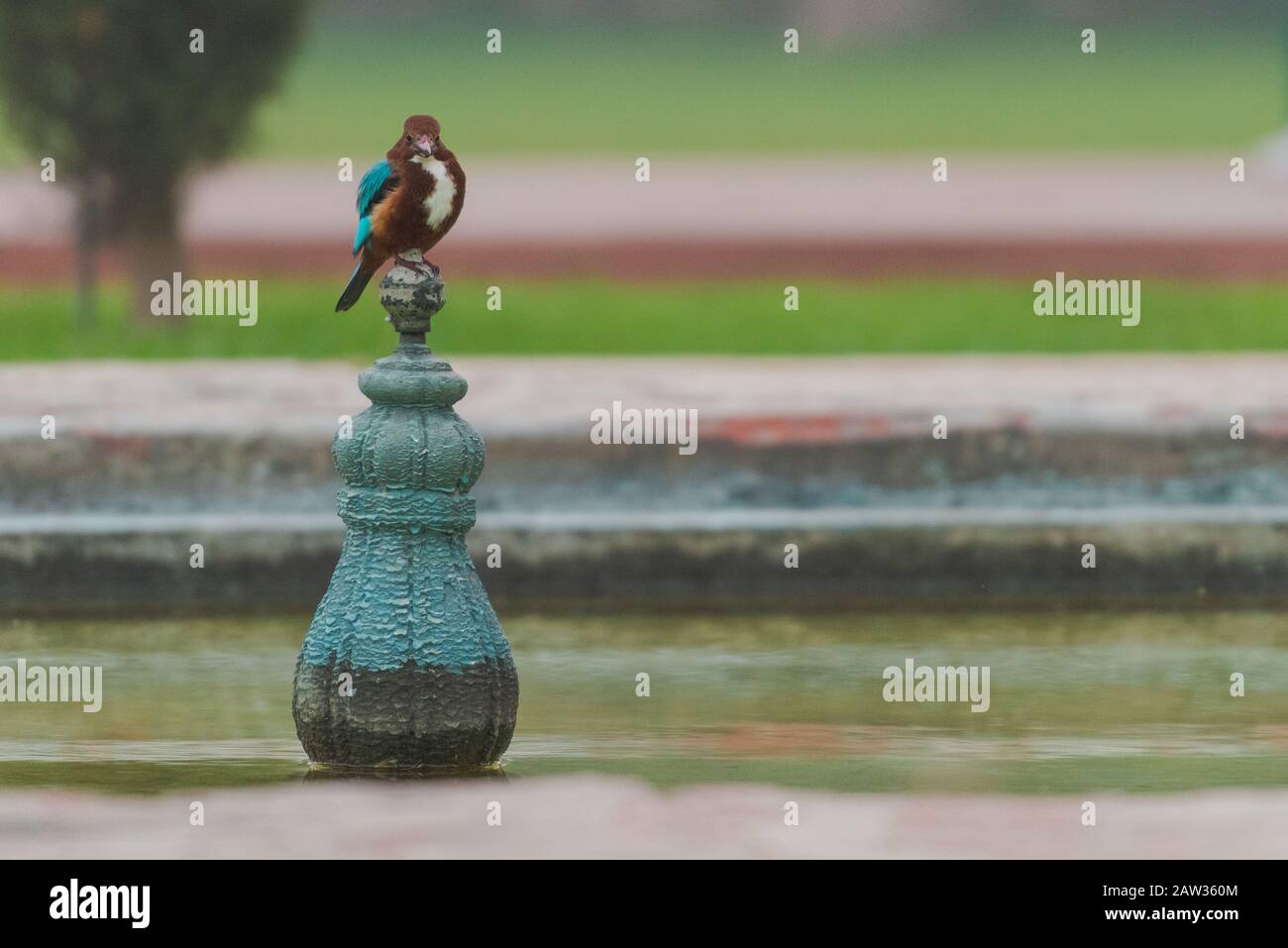 Asian kingfisher sitting on pole in a well inside the grounds of the Taj Mahal in Agra, India Stock Photo
