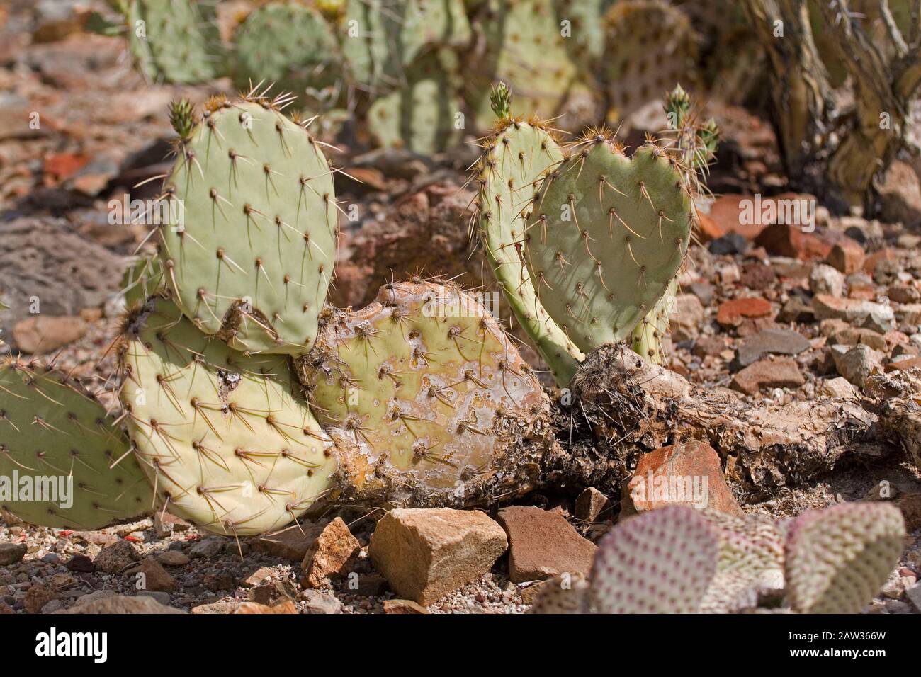 View of Beaver Tail Cactus, Opuntia basilaris, a pricklypear species Stock Photo