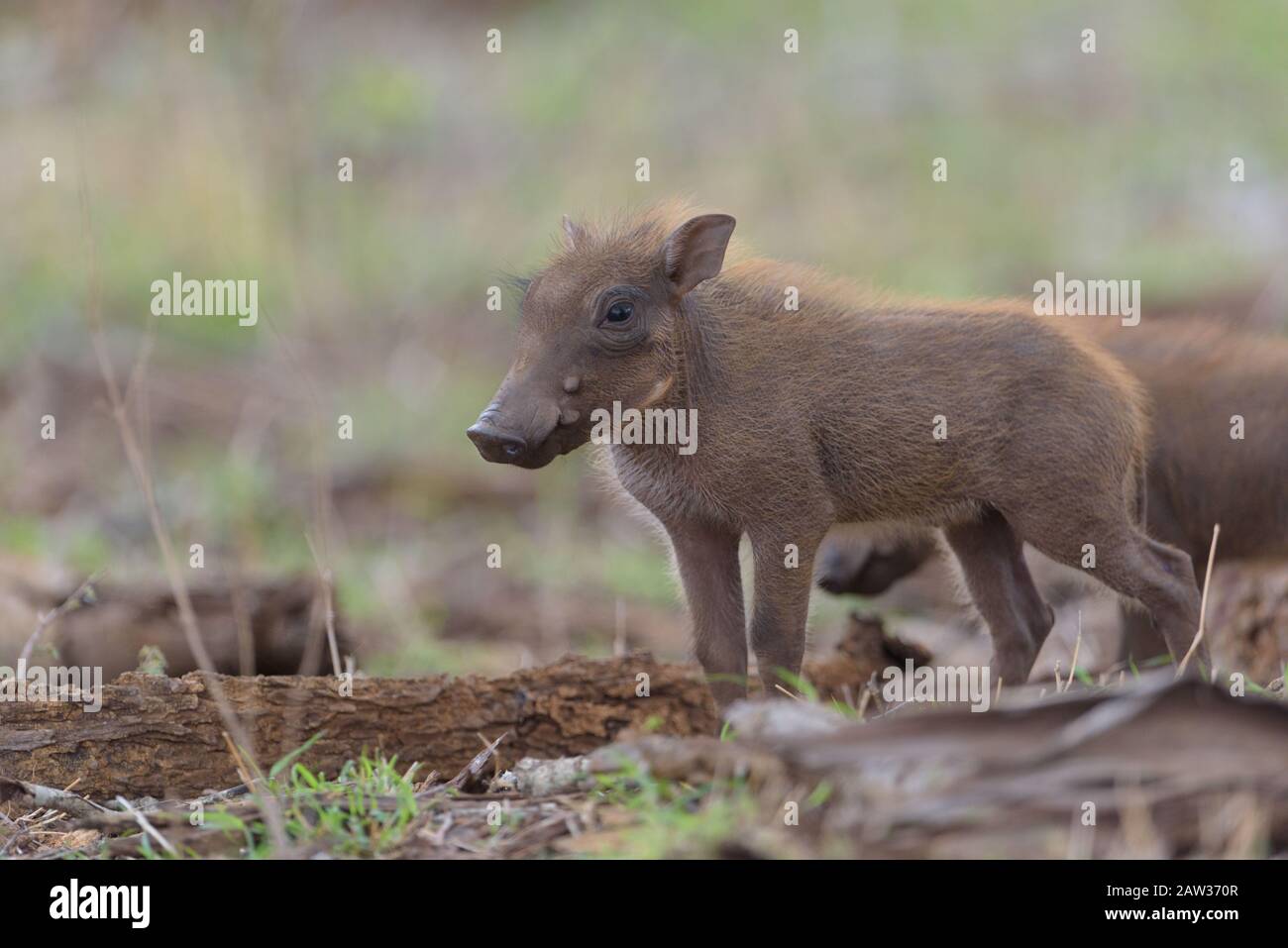 Warthog with piglet, baby warthog in the wilderness Stock Photo Alamy