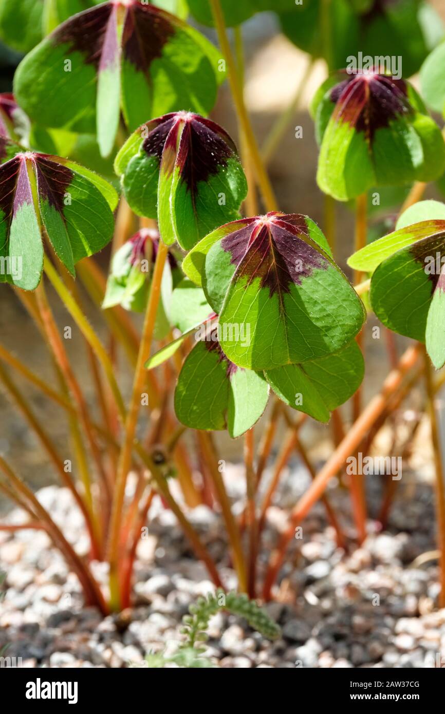 Close-up of leaves of Lucky Clover, Lucky Leaf, Four-Leaf-Sorrel, Oxalis tetraphylla, Wood Sorrel 'Iron Cross' Stock Photo
