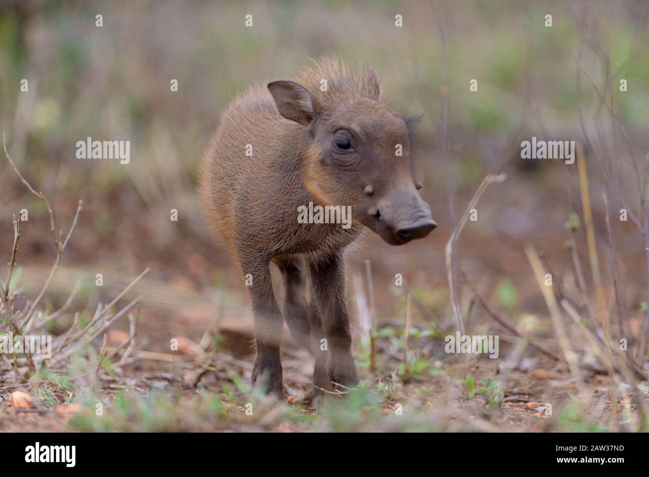 Warthog with piglet, baby warthog in the wilderness Stock Photo Alamy