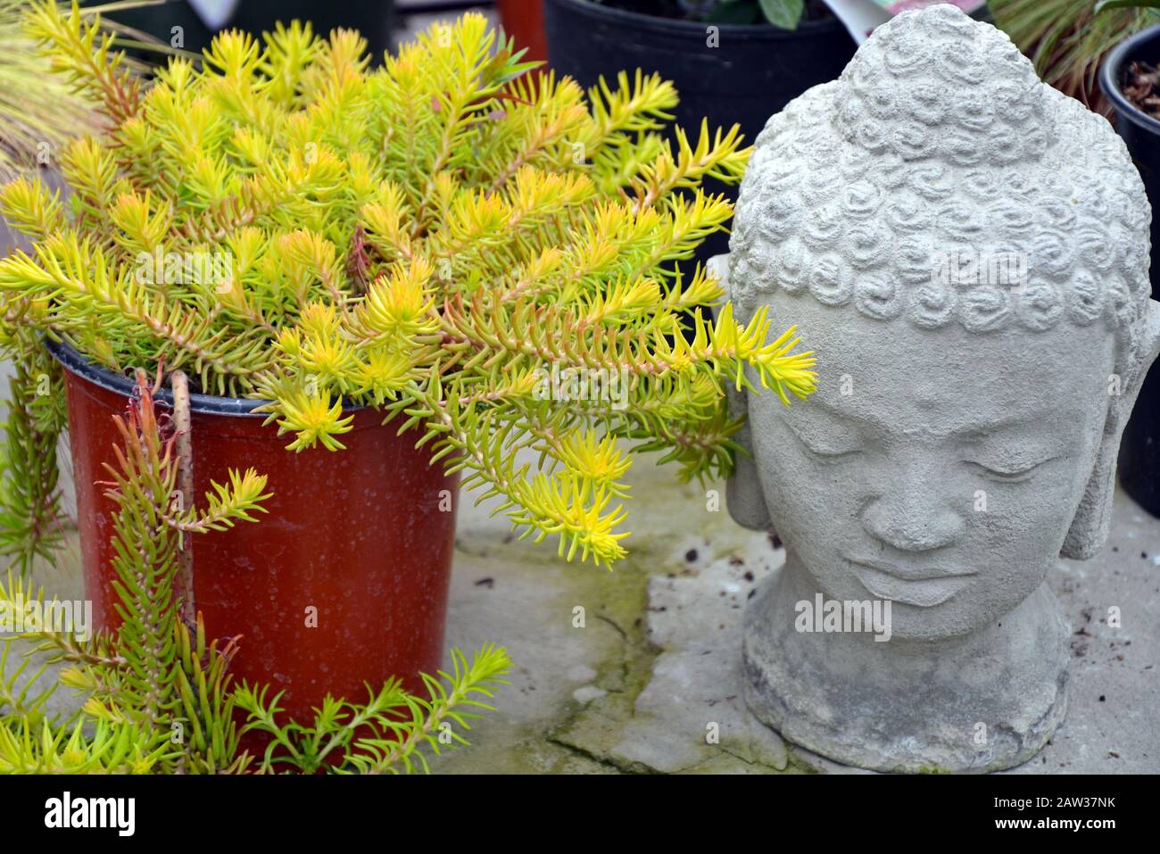 Decorative garden buddah head and plants Stock Photo