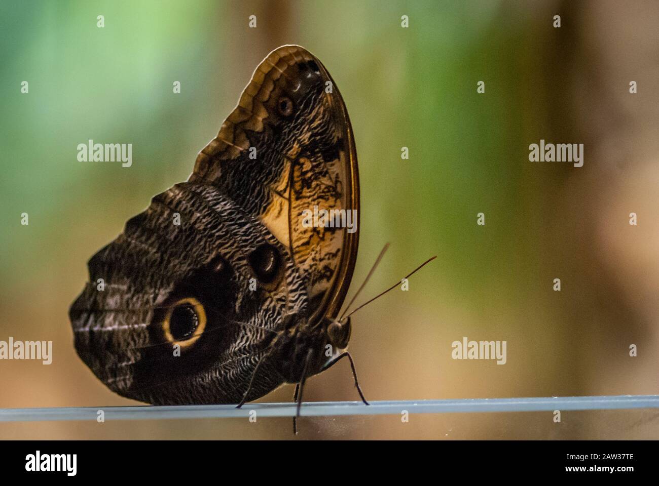Tropische Schmetterlinge Stock Photos Tropische Schmetterlinge