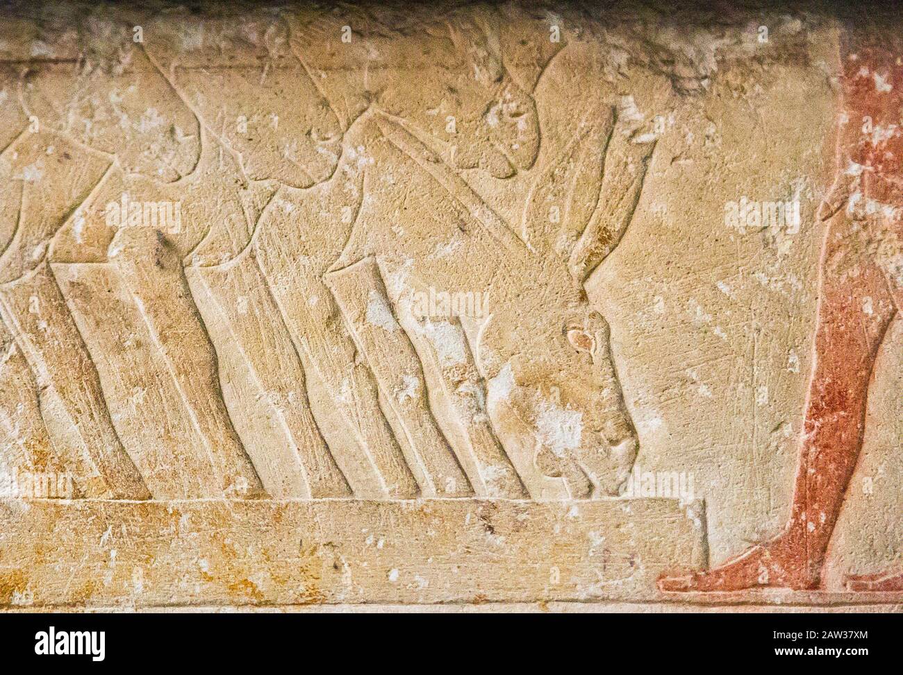 Egypt, Cairo, Egyptian Museum, from the tomb of Kaemrehu, Saqqara, detail of a big relief depicting agricultural scene : Donkeys. Stock Photo