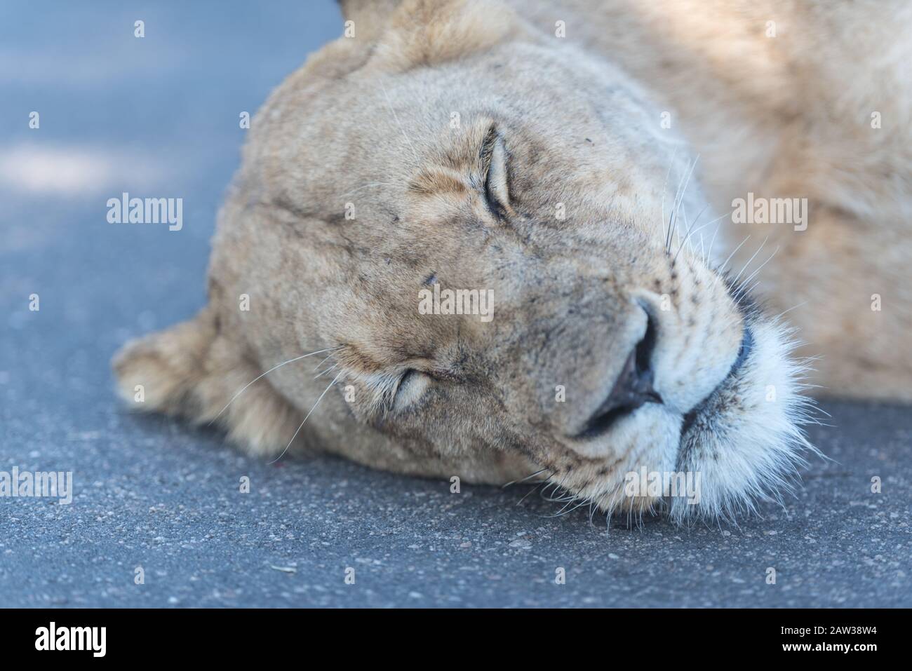 Lion sleeping Stock Photo