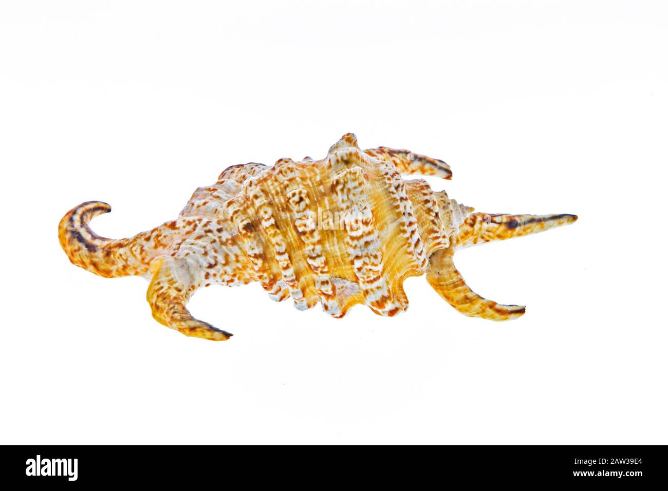 isolated shell on white background Stock Photo - Alamy