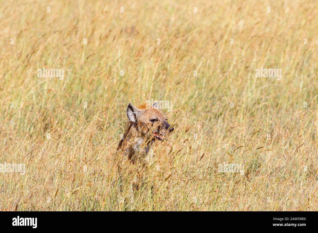 Spotted hyena looking up from the tall grass of the savannah Stock