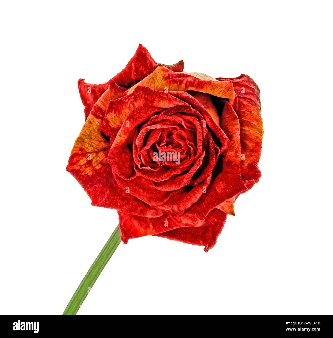 Washed Red Roses dried red rose isolated on white background Stock Photo - Alamy