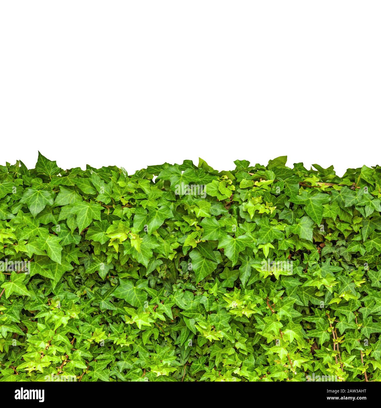 Ivy isolated on white background Stock Photo - Alamy