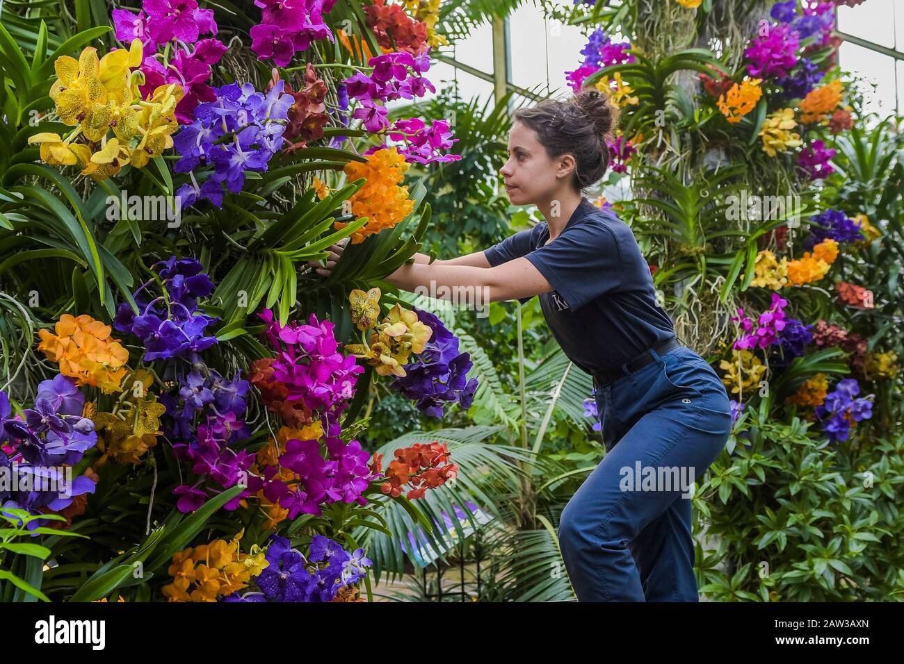 London, UK. 6th Feb, 2020. Kew Gardens' first ever orchid festival themed on the country of Indonesia in the Princess of Wales Conservatory. Credit: Guy Bell/Alamy Live News Stock Photo