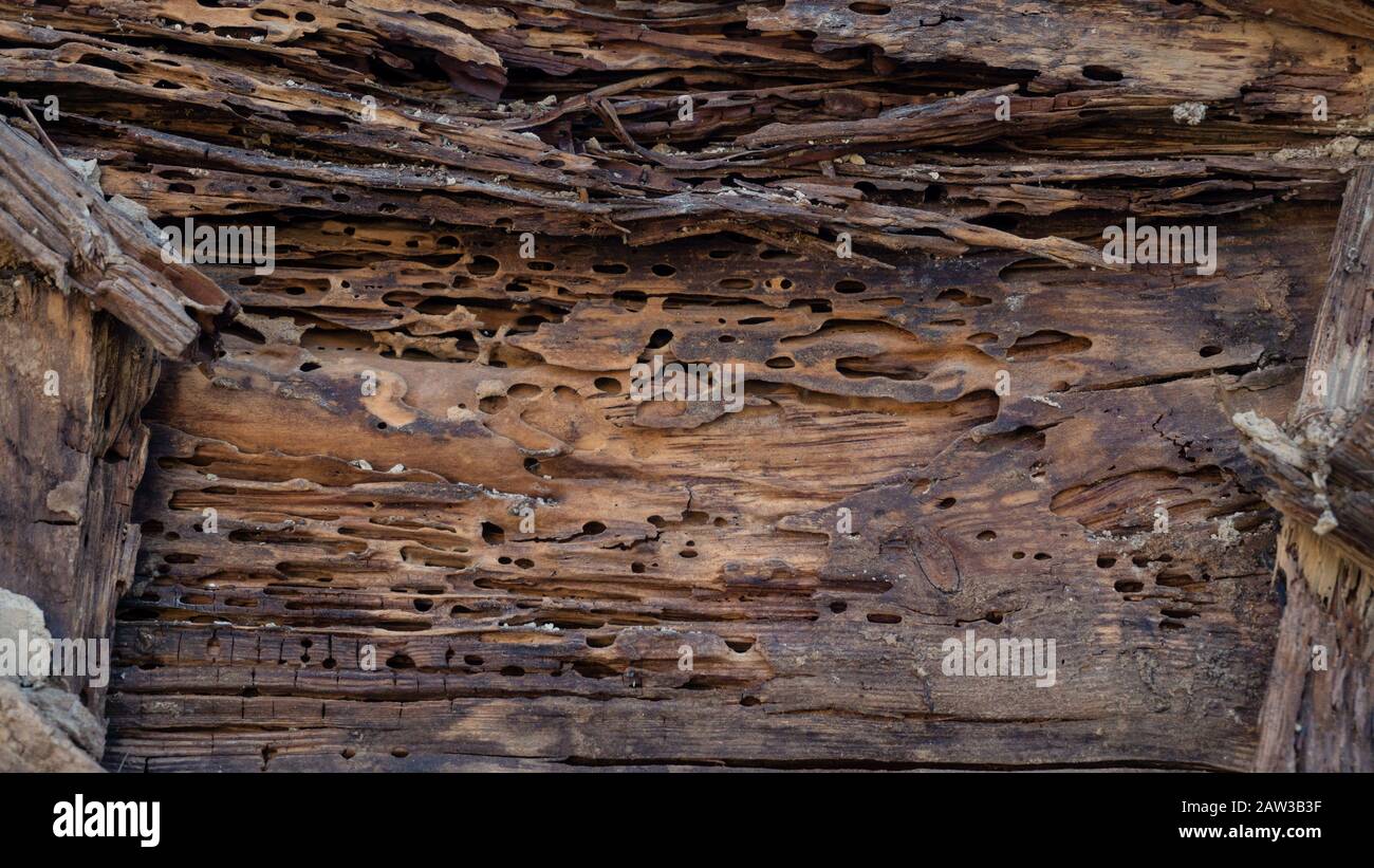 Texture of old wood damaged by bark beetle Stock Photo - Alamy