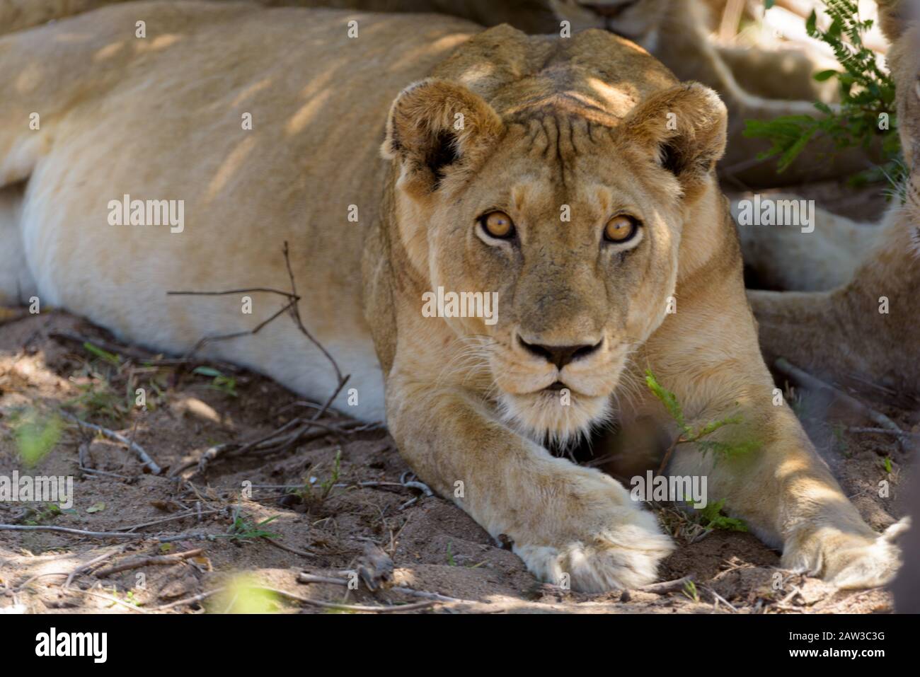 Lioness portrait in the wilderness Stock Photo