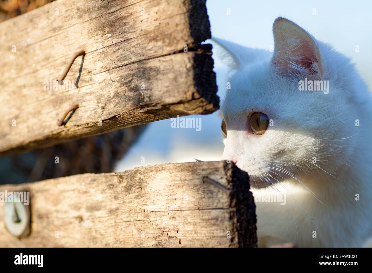 White Russian White Cat Breed Hiding Behind A Fence Watching And