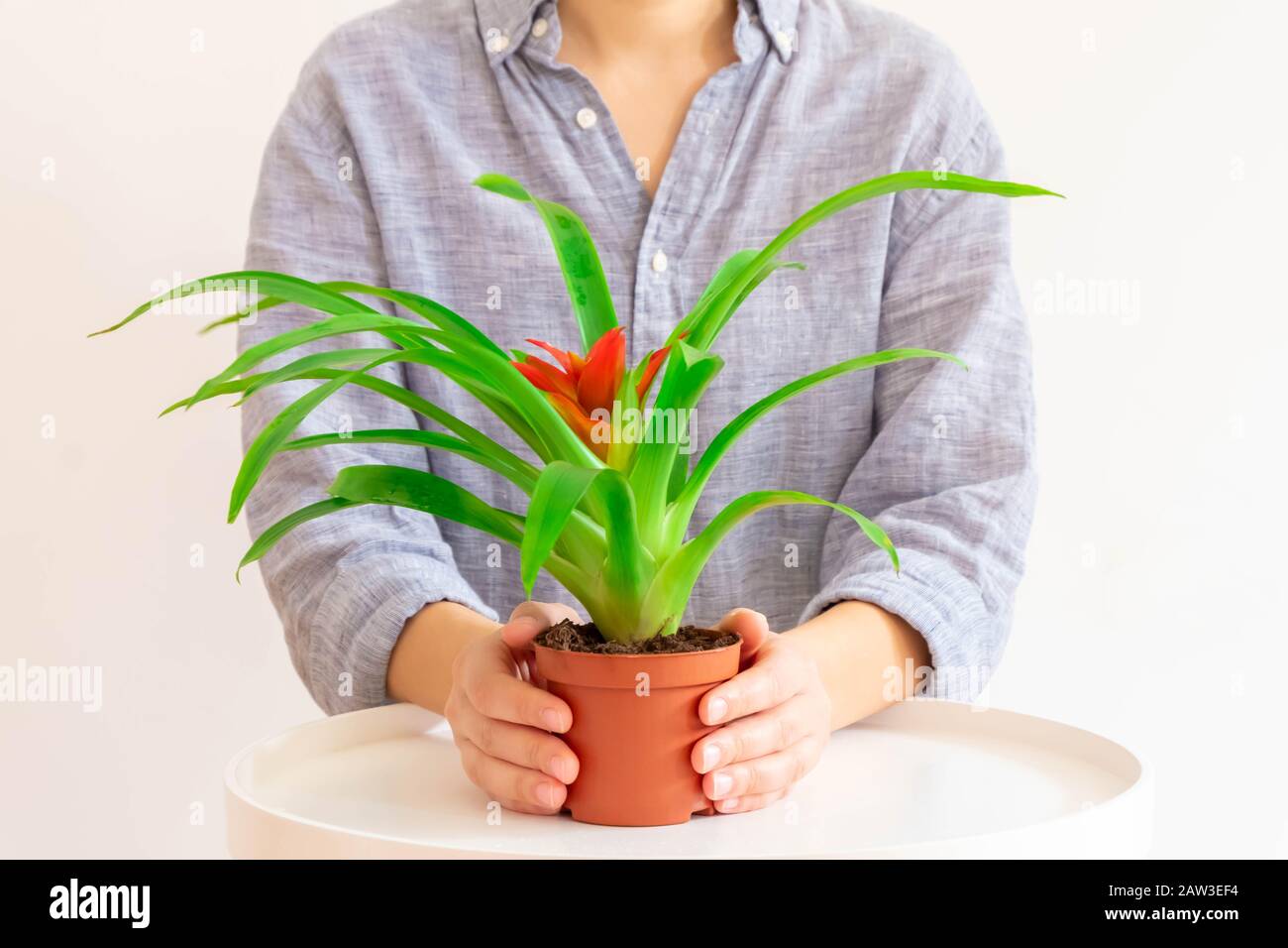 Young woman holding Guzmania plant with red flower on light neutral background. Stock Photo