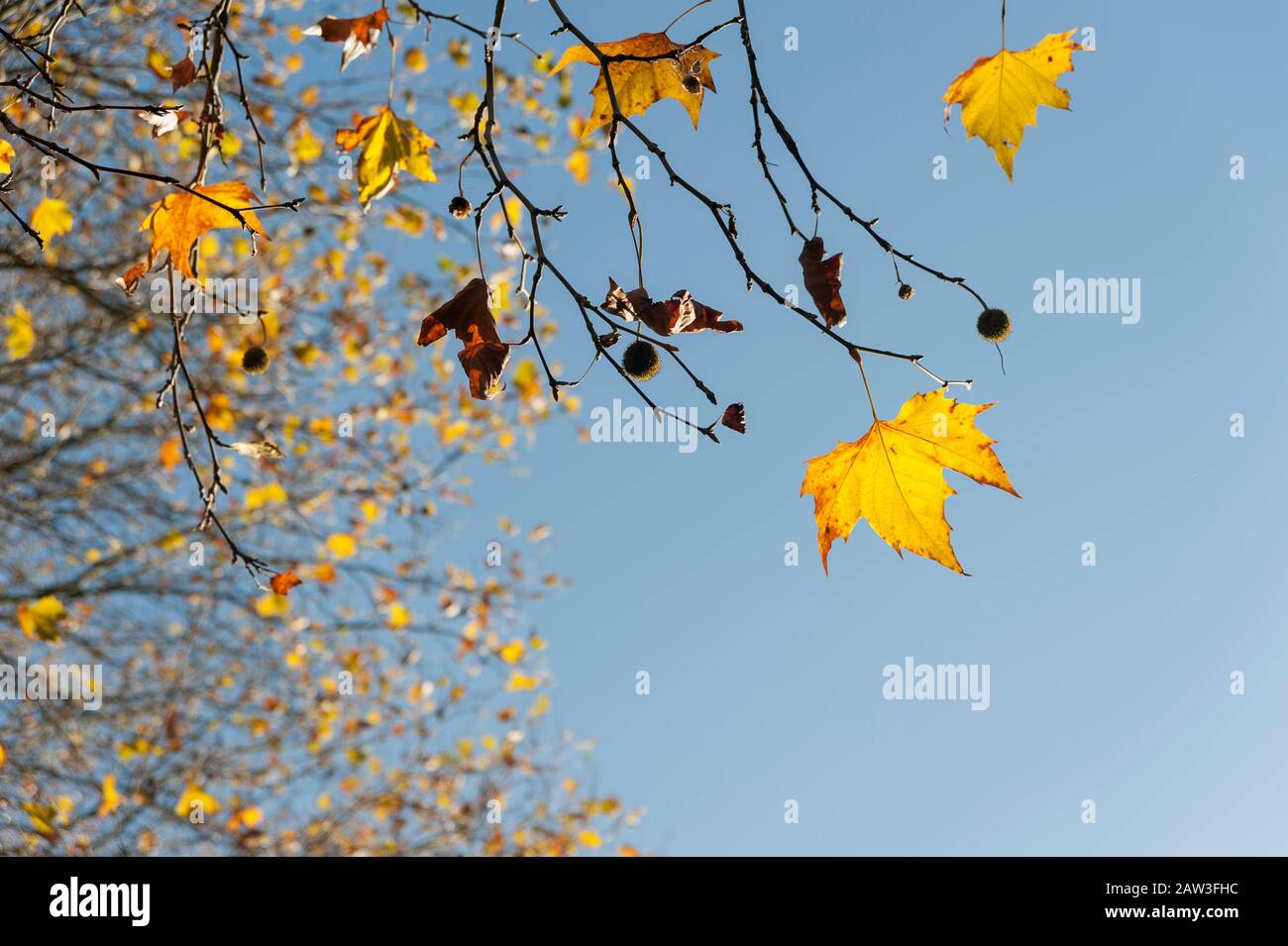 Autumnal leaves in Brussels Stock Photo