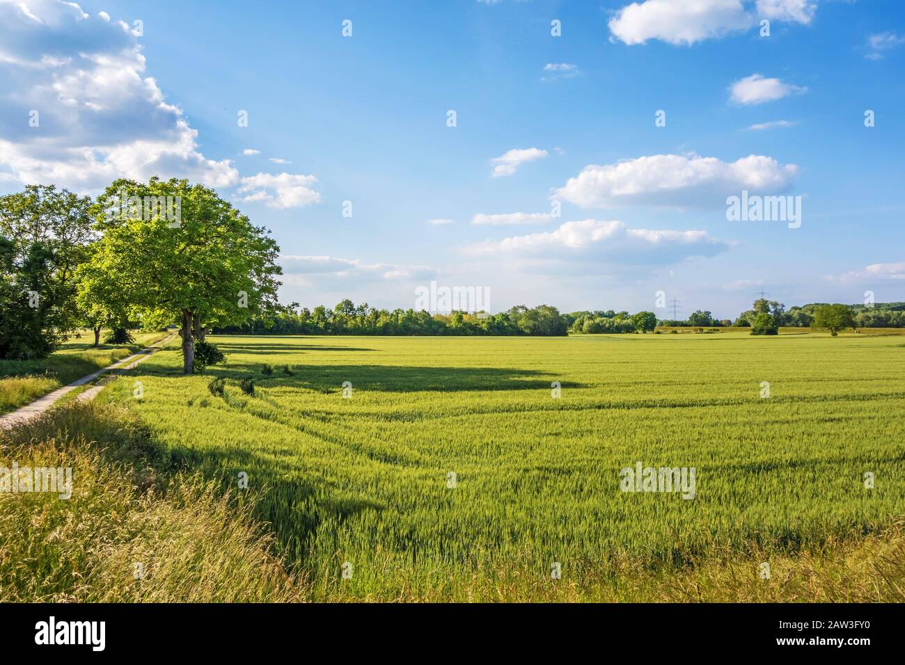 Beautiful sunny day corn fields hi-res stock photography and images - Alamy