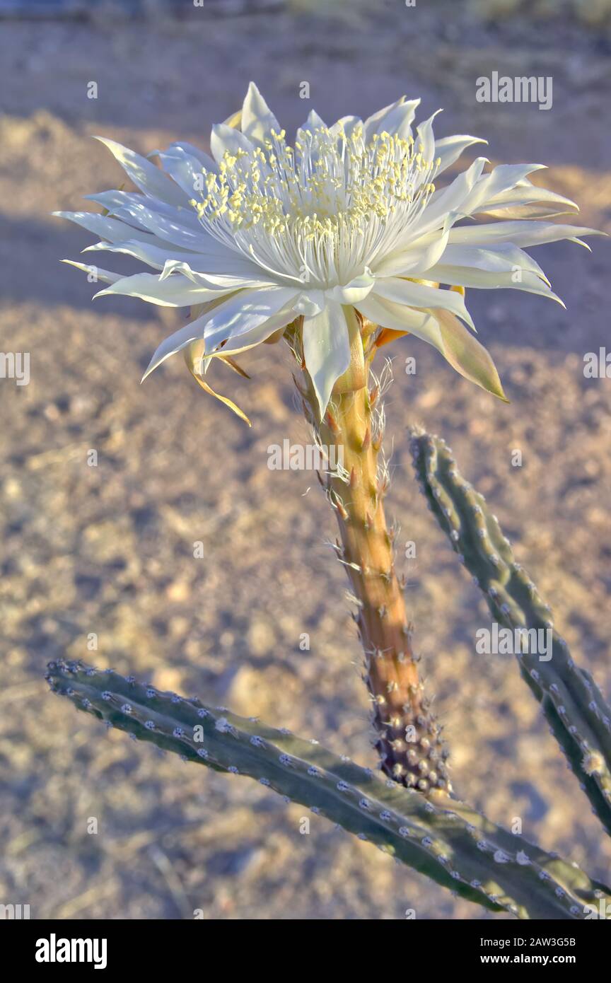 Queen of the night cactus hi-res stock photography and images - Alamy