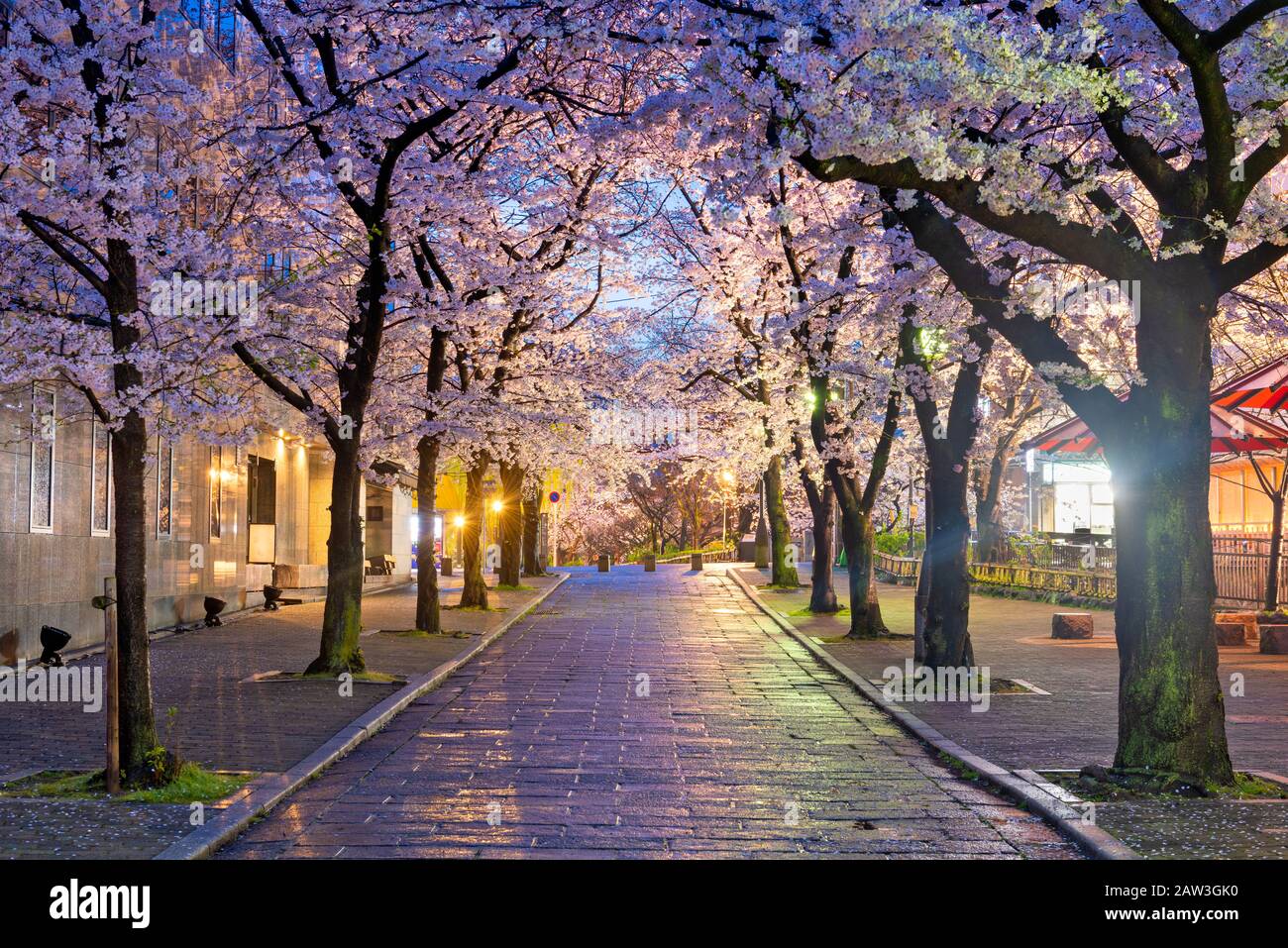 Gion Shirakawa, Kyoto, Japan during cherry blossom season at twilight. Stock Photo