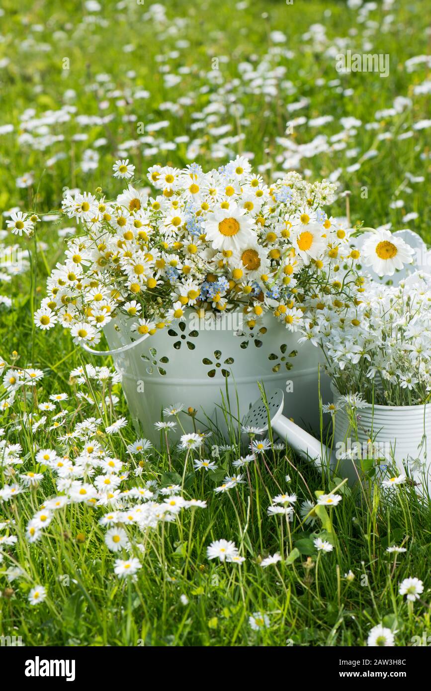 Daisies in a summer meadow Stock Photo Alamy