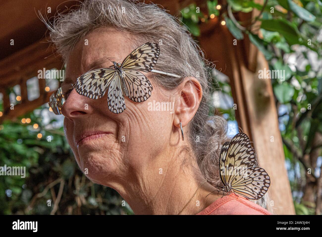 Rice paper butterfly Stock Photo Alamy