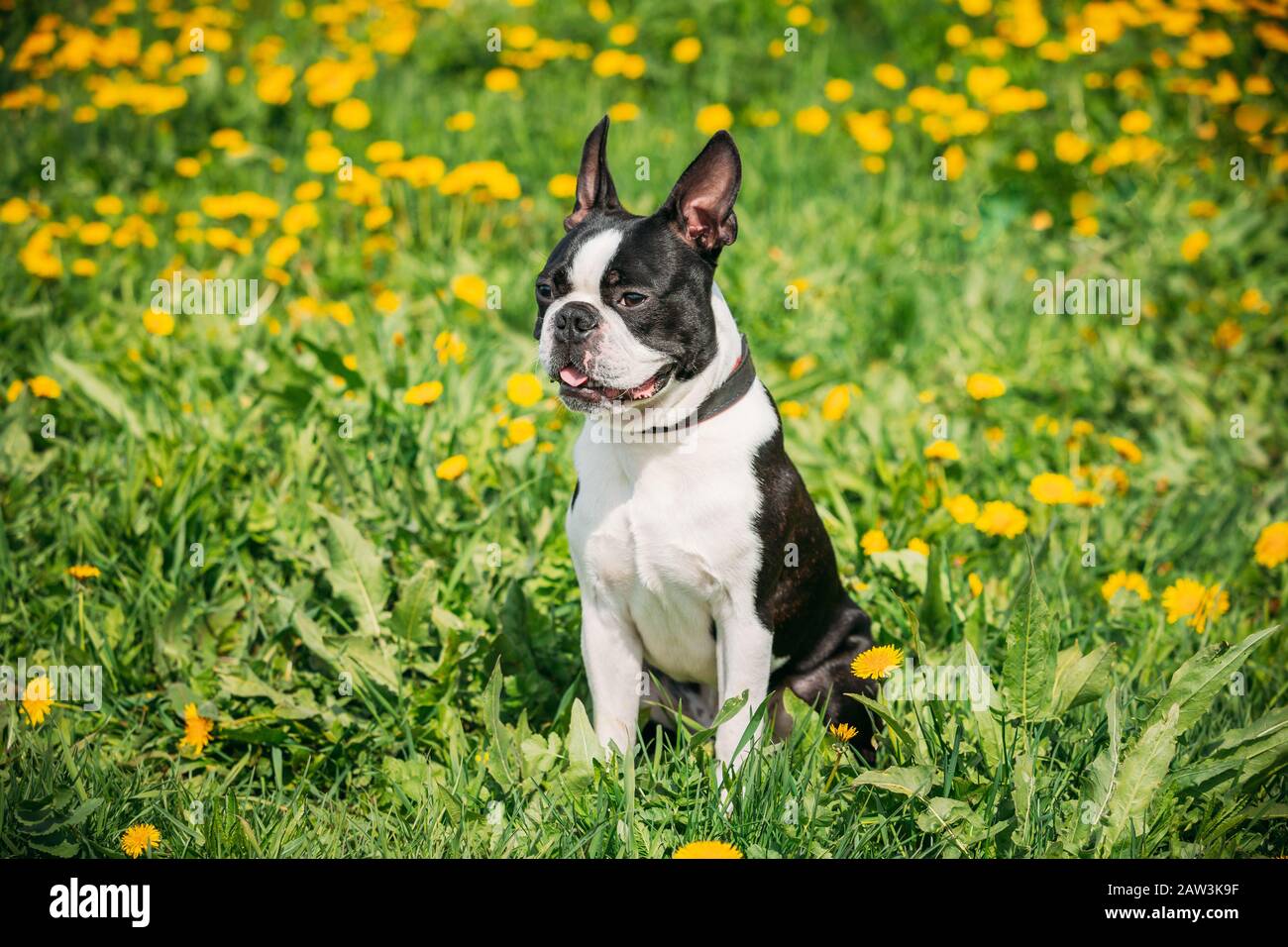 Funny Young Boston Bull Terrier Dog Outdoor In Green Spring Meadow With Yellow Flowers. Playful Pet Outdoors. Stock Photo