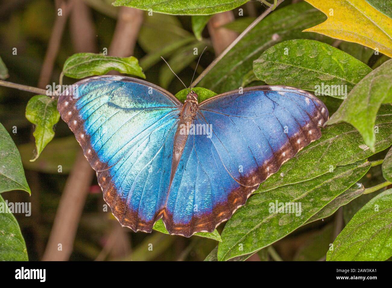 The Blue Morpho butterfly Stock Photo Alamy