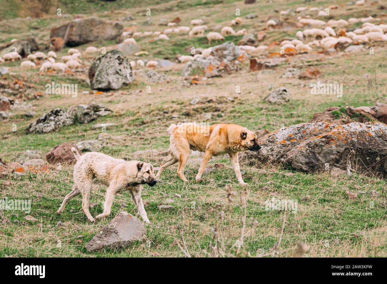 Two Central Asian Shepherd Dogs Herding Sheep In Mountains Of Georgia. Alabai - An Ancient Breed From The Regions Of Central Asia. Used As Shepherds, Stock Photo