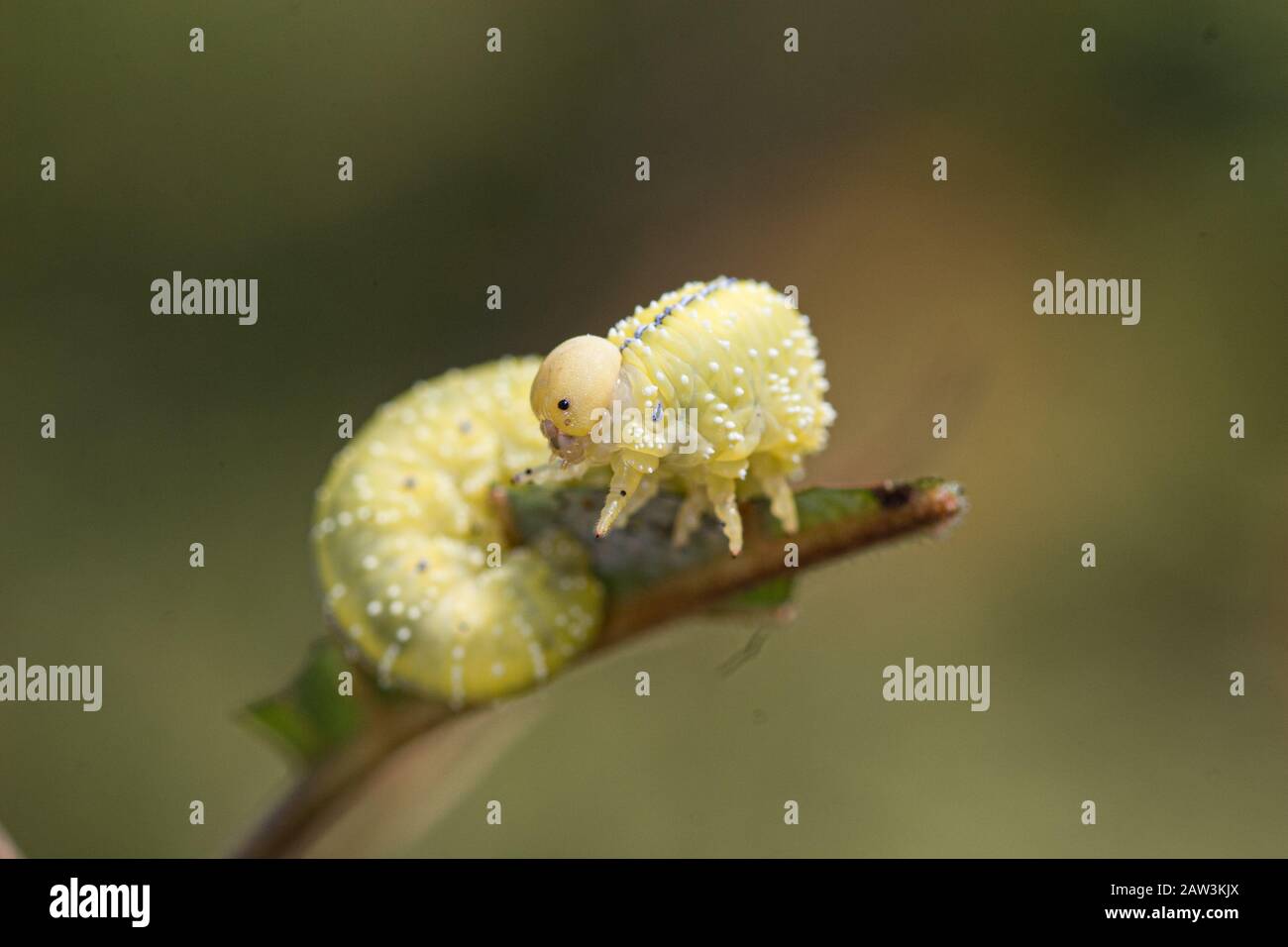 Elm sawfly larvae - Cimbex americana, Stock Photo